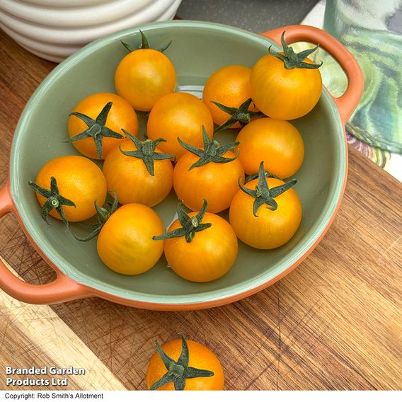 Tomato 'Honey Nectar'