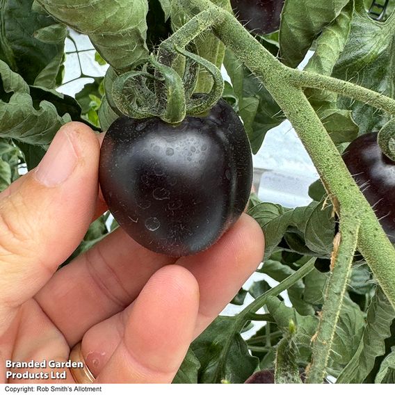 Tomato 'Nightshade'