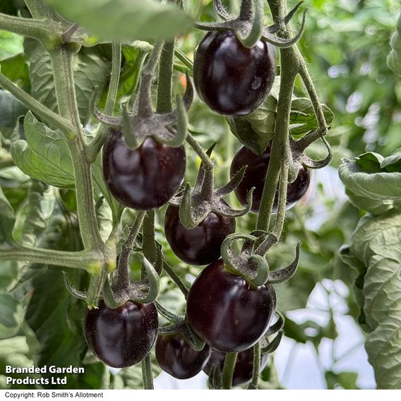 Tomato 'Nightshade'