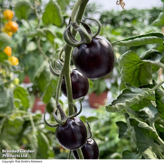 Tomato 'Nightshade'