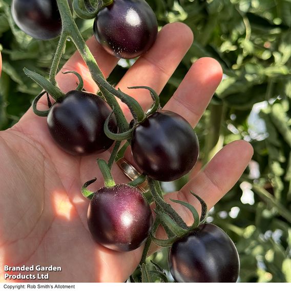 Tomato 'Nightshade'