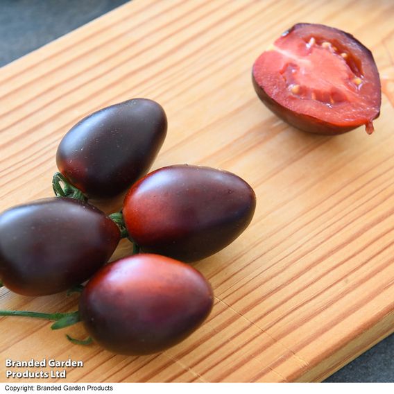 Tomato 'Nightshade'