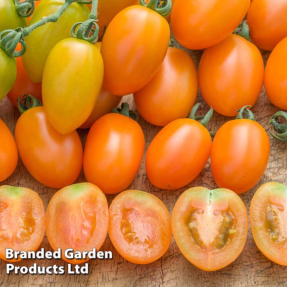 Tomato 'Orange Beauty'