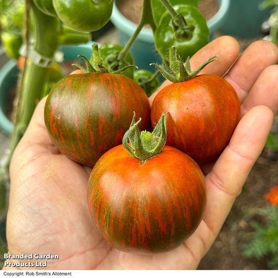 Tomato 'Purple Zebra' (Grafted)