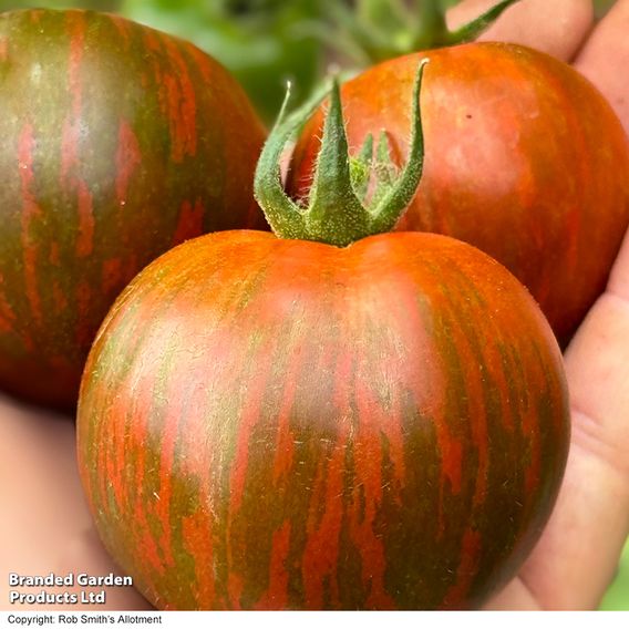 Tomato 'Purple Zebra' (Grafted)