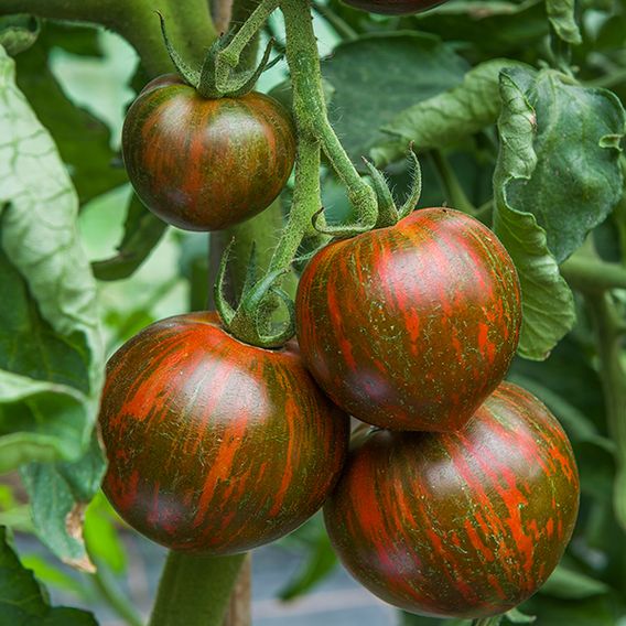 Tomato 'Purple Zebra' (Grafted)