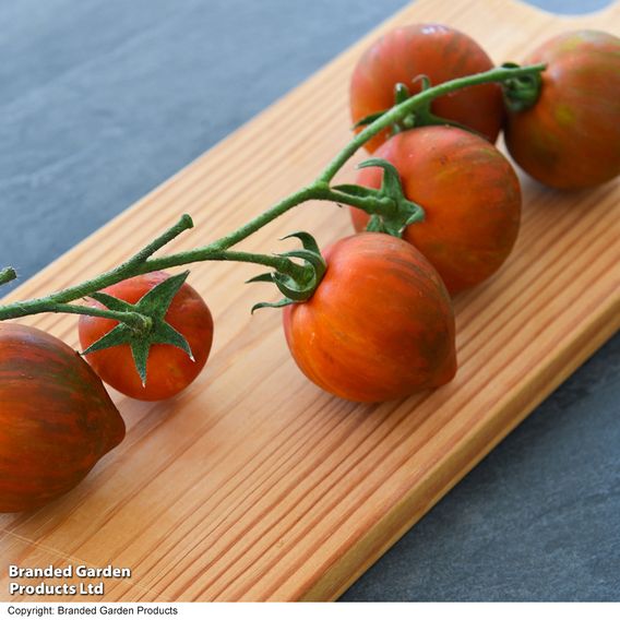 Tomato 'Purple Zebra' (Grafted)