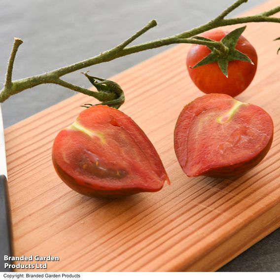 Tomato 'Purple Zebra' (Grafted)