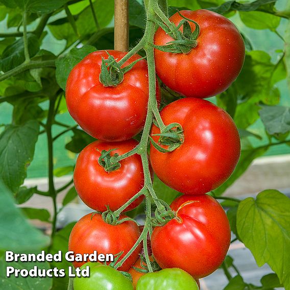 Tomato 'Red Bodyguard' F1 - Seeds