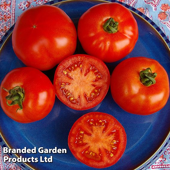 Tomato 'Red Bodyguard' F1 - Seeds