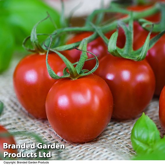 Tomato 'Rubylicious' F1 - Seeds