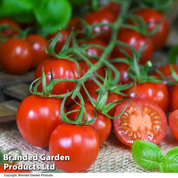 Tomato 'Rubylicious' F1 - Seeds