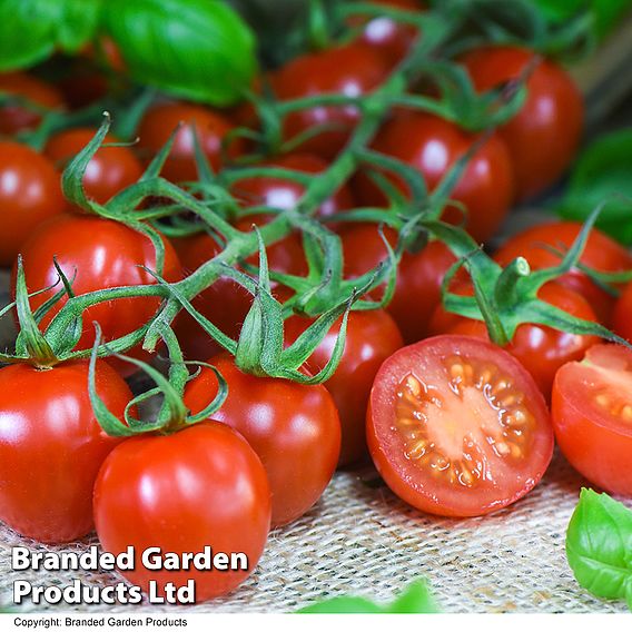 Tomato 'Rubylicious' F1 - Seeds