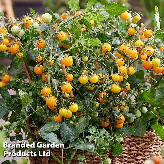 Tomato 'Tiny Temptations Yellow'