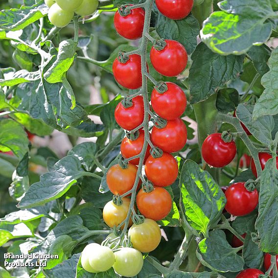 Tomato 'Toddler' F1 - Seeds