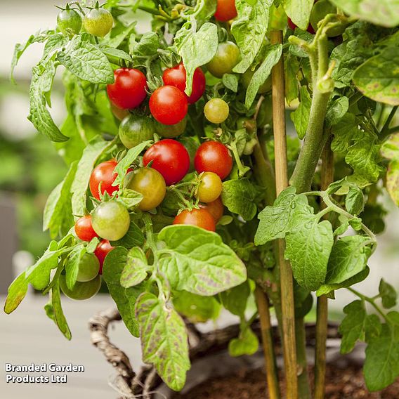 Tomato 'Veranda Red' (Determinate) F1 - Seeds