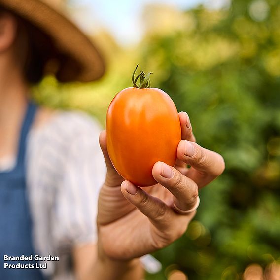 Tomato 'Vivacious' F1 - Seeds