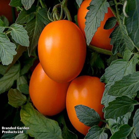 Tomato 'Vivacious' F1 - Seeds