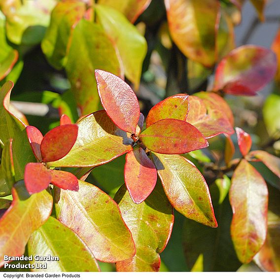 Trachelospermum jasminoides 'Pink'