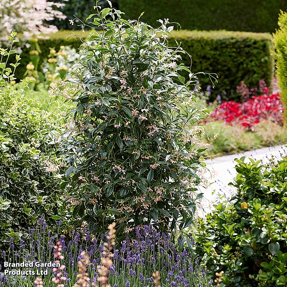 Trachelospermum jasminoides 'Star of Milano'