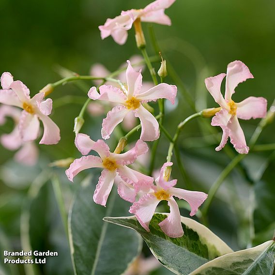 Trachelospermum jasminoides 'Star of Milano'