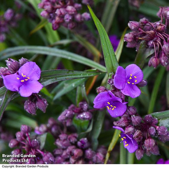 Tradescantia 'JS® Brainstorm'