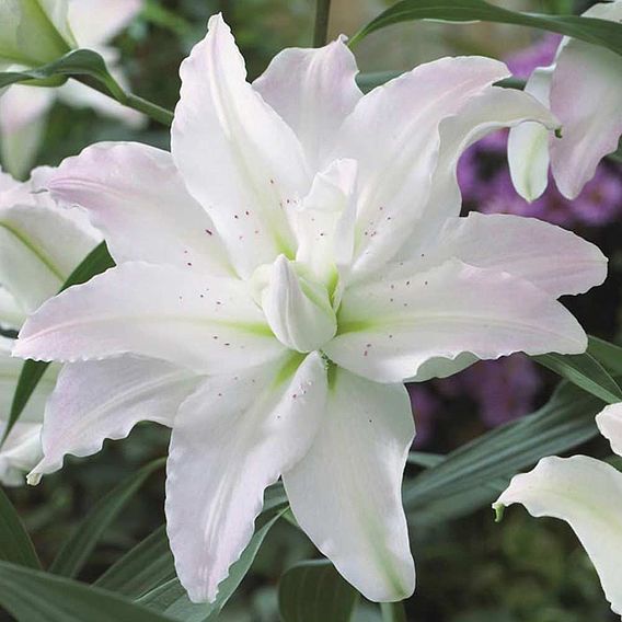 Tree Lily 'Crystal' Collection