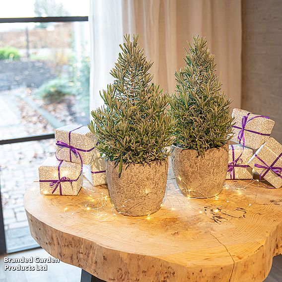 Lavender Christmas Tree - Gift