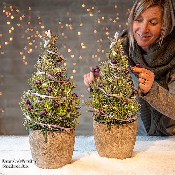 Lavender Christmas Tree - Gift