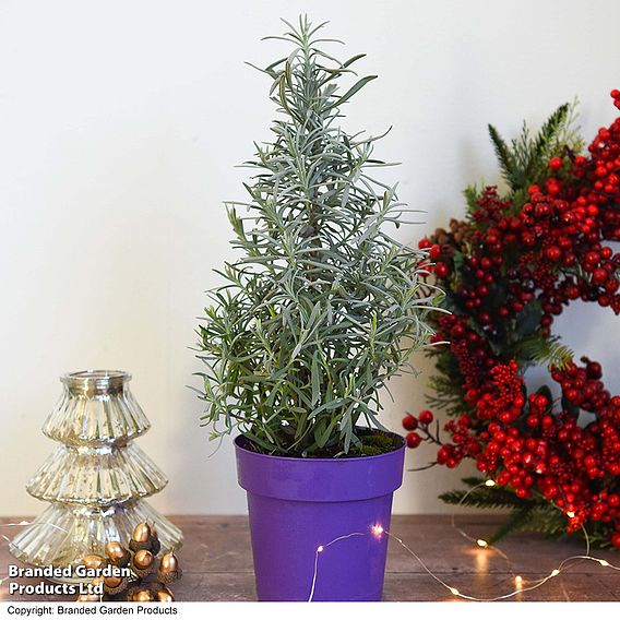 Lavender Christmas Tree - Gift