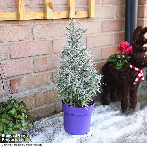 Lavender Christmas Tree - Gift