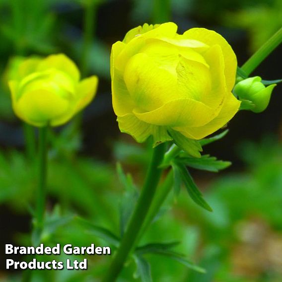 Trollius europaeus Lemon Queen