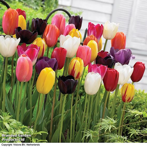 Tulip 'Everlasting Mixed'