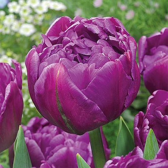 Tulip 'Double Flag'