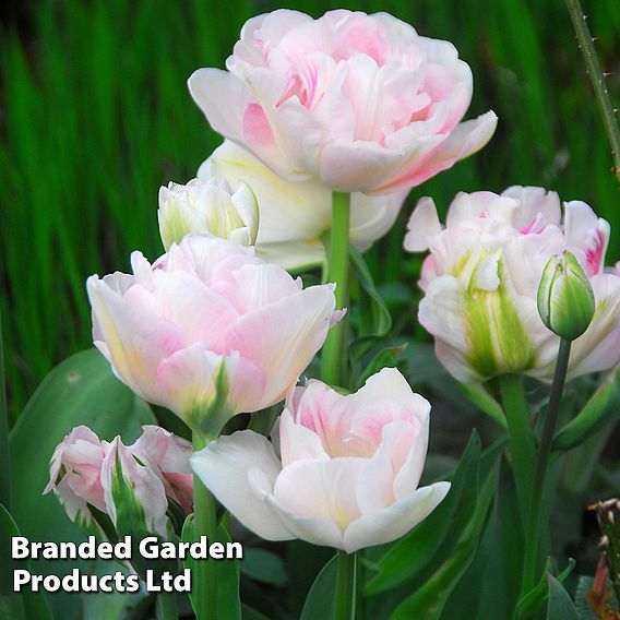 Tulip 'Super Scented Collection'