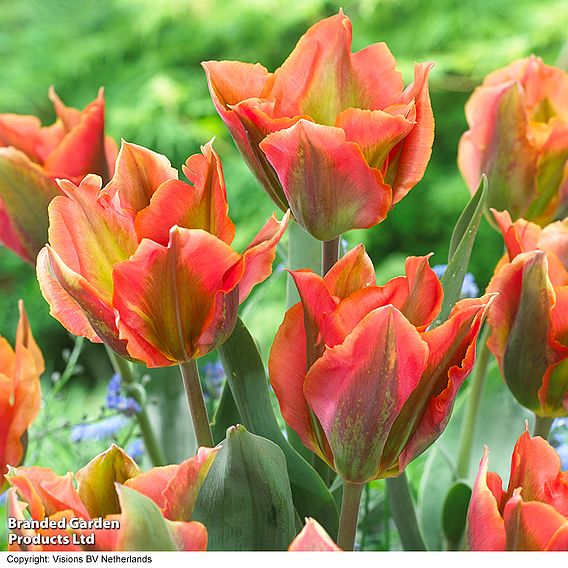 Tulip 'Artist Collection'