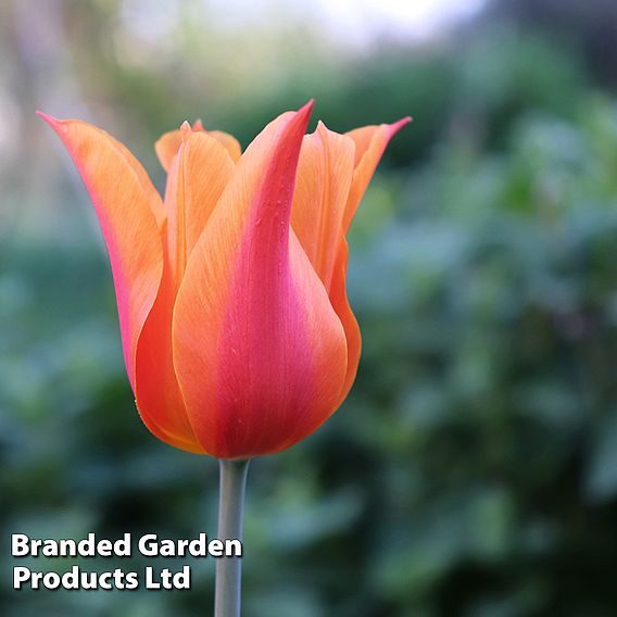 Tulip 'Super Scented Collection'