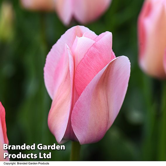 Tulip 'Pretty in Pink Collection'