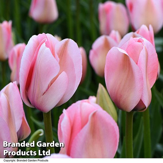 Tulip 'Bella Blush'