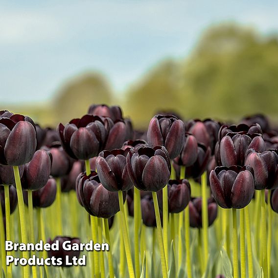 Tulip 'Black Satin'