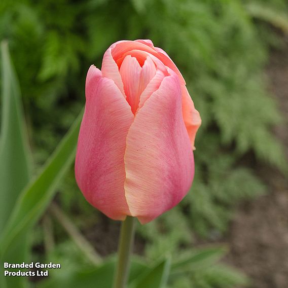 Tulip 'Blushing Lady'