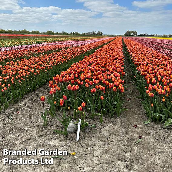 Tulip 'Bronze Perfection'