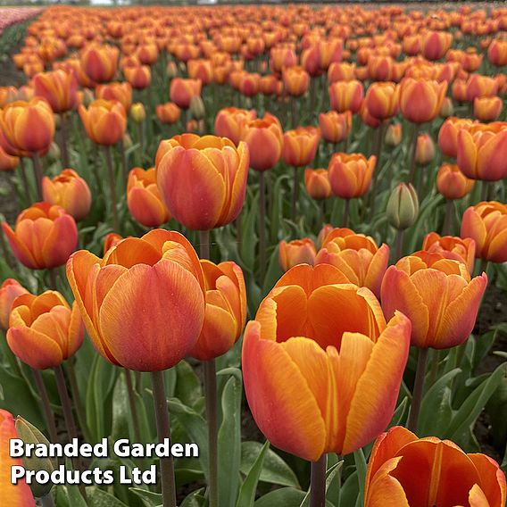 Tulip 'Bronze Perfection'