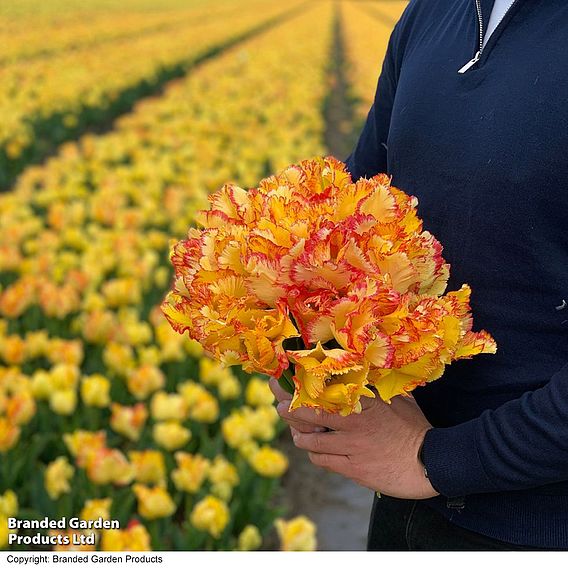 Tulip 'Caribbean Parrot'