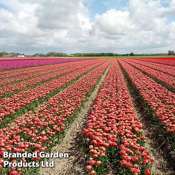 Tulip 'Copper Image'