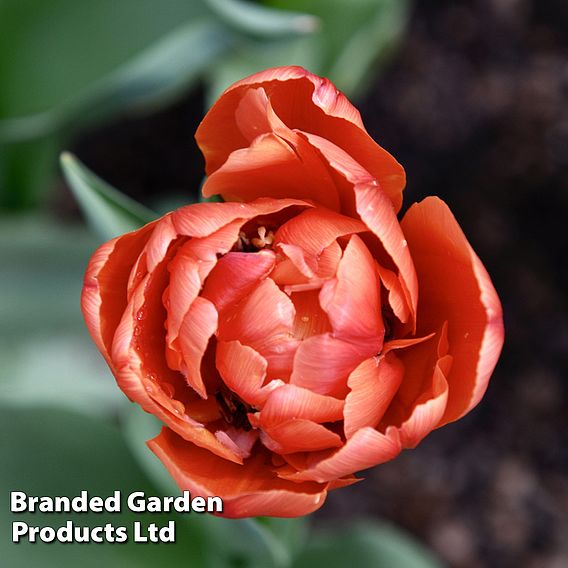 Tulip 'Copper Image'