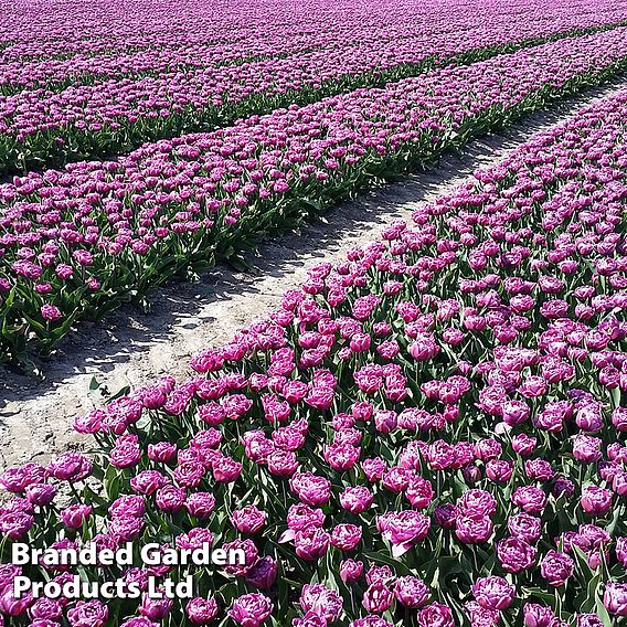 Tulip 'Double Flag'