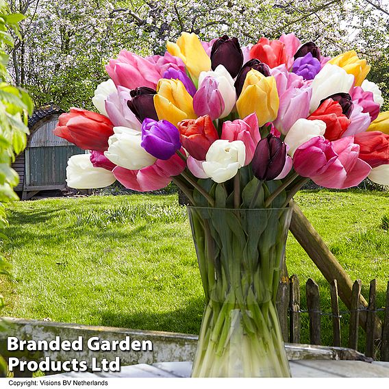 Colourful Spring Bulb Collection