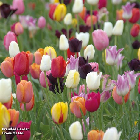 Tulip 'Miniature Everlasting Mix'