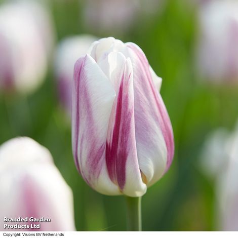 Tulip 'Flaming Flag'